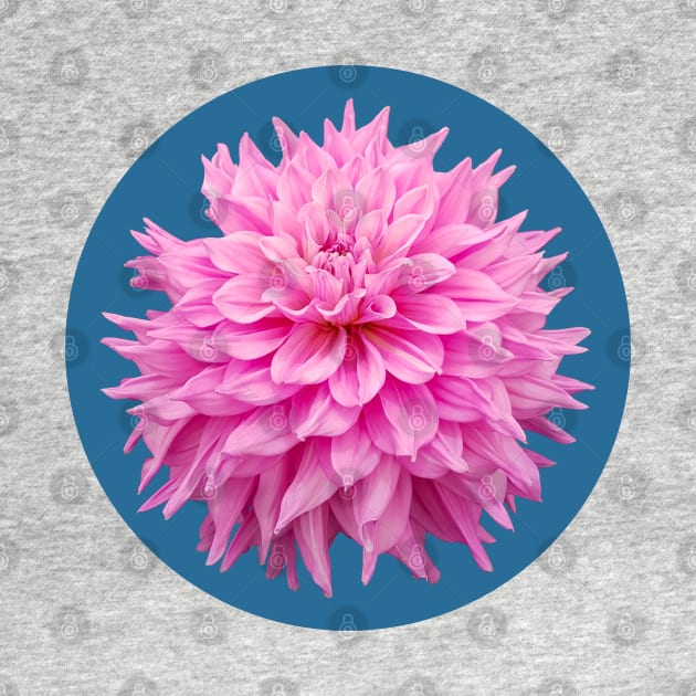 Hot Pink Ball Dahlia Blue Circle Flower by ellenhenryart